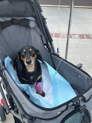 My dachshund had an IV. Diagnosed with IVDD