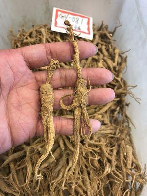 AA Ginseng wholesale