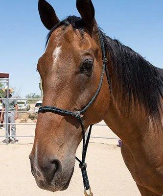 Equine-Assisted Coaching