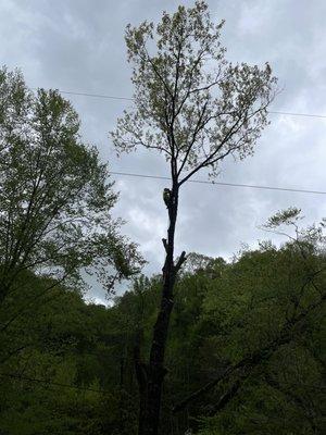 Cutting top out of a oak