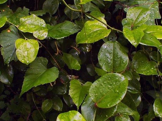 Foliage after a rain.