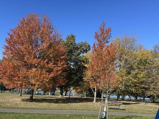 Fall foliage