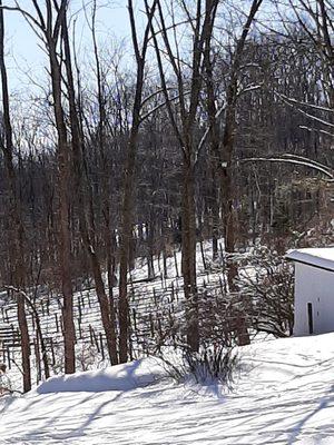 Winter vineyard