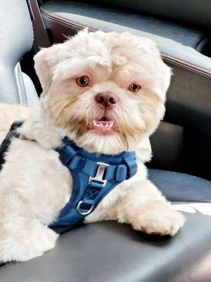 Axel the male Shih Tzu is looking ever so Fabulous, this the best look by far so say the rest of the family great job always thanks