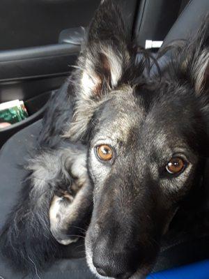 Happy girl after getting some treats and finding out what herp care supplies were here.