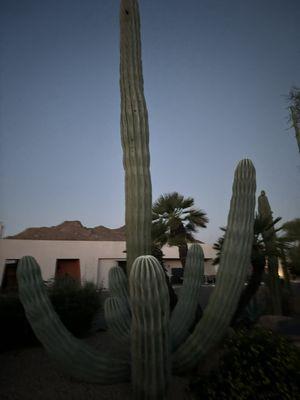 Saguaro