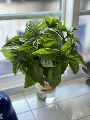 Beautiful Basil