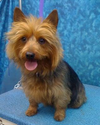 Australian Terrier, hand stripped