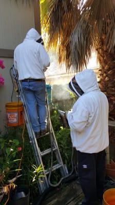 Houston Bee Removal removing Honeybees in Spring Texas