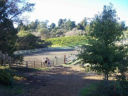 Our arena with view of vineyard.