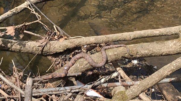 A water snake - nonvenemous I'm told