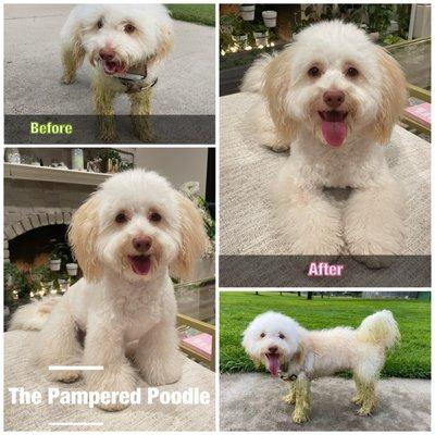 My Green Monster Gemma to a perfectly Pampered Maltese-Poodle.