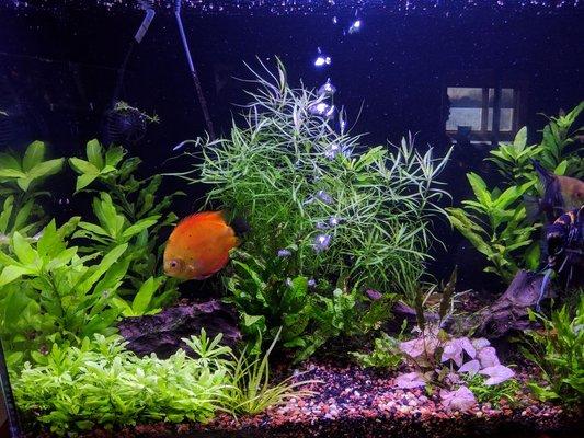 Low-tech planted aquarium