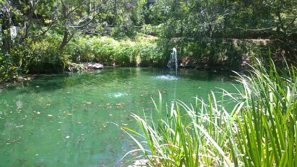 Pond throughout middle of property