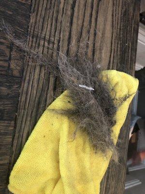 Hair that was cleaned out of our carpet that the last cleaner failed to get. Thanks Ahmed for getting our carpet truly cleaned!