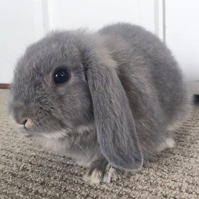 Bunny! Office pet :)