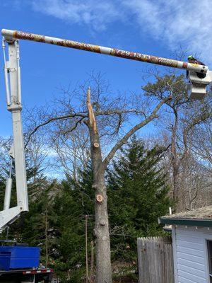 Bucket truck tree removal