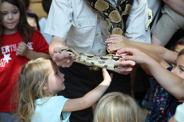 Children love the Boa Constrictor