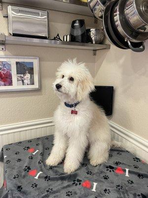 Sitting Pretty Dog Grooming