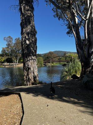 Vasona Lake - image taken near the boating center