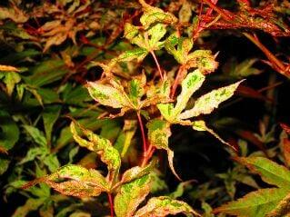 'Ukigumo' Japanese Maple - upright