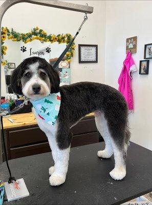 Best Dog Grooming Service in Valparaiso