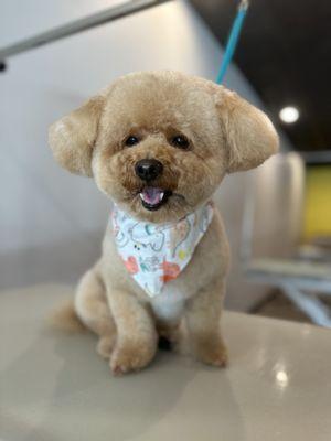 Teddy the mini poodle after his spa day! Same day dog grooming services available!