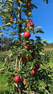 Apple pickin