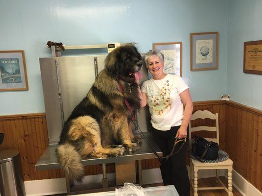 Our biggest patient and proud, loving owner...Otto and Betty Guarino.  Otto weighed in at 160!!