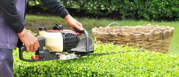 Hedge Trimmer, Tigard, OR