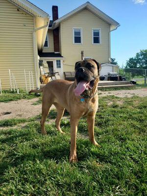 Jack the "Wonder Pup!"