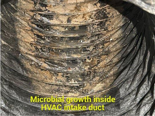 Mold growing in the A/C ducts