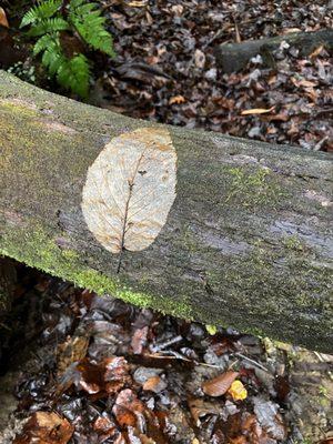 Leaf decoupaged on a log