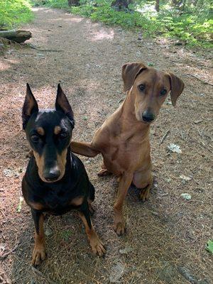 Bear and Lilly approve of Maine Pet Supply!!!!!