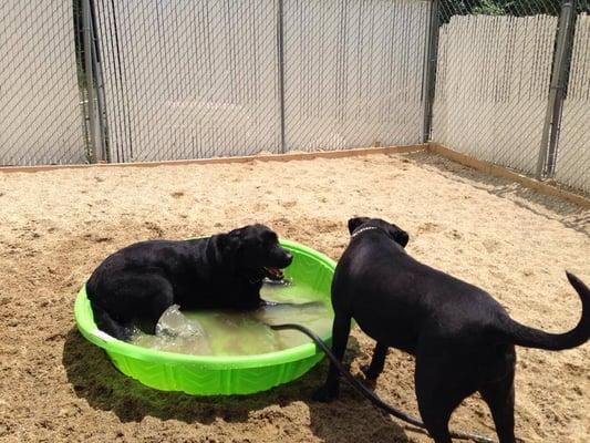 Winston hogging the pool!