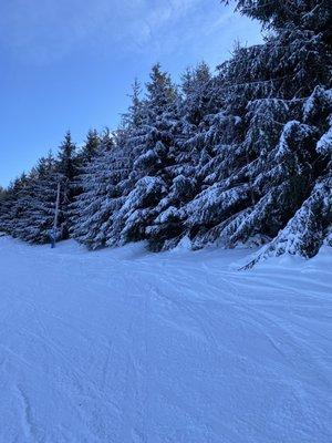 Trails are lined with Norway Spruces which makes it very pretty