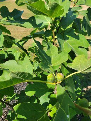 Fig Tree