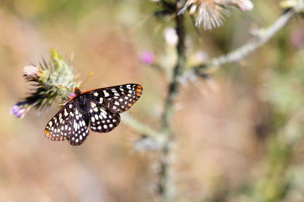 butterfly