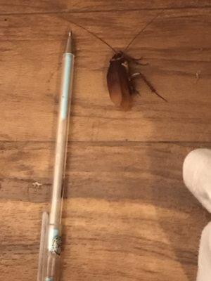 3 inches long. It flew and was in my bedroom!!