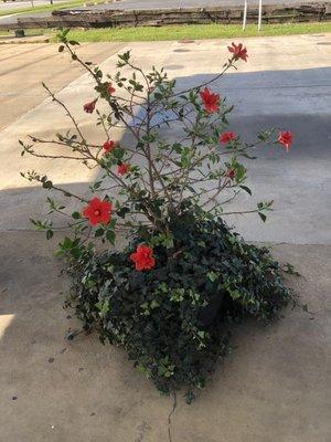 Blooming hibiscus