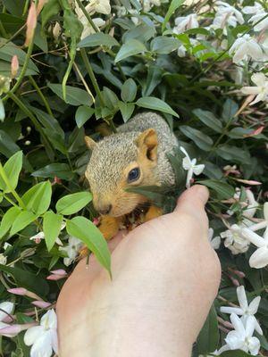 Baby squirrel!