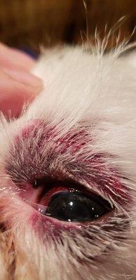 Two days after picking up my dog - hemorrhage has gone down but a large bruise has developed and still blood around the eye