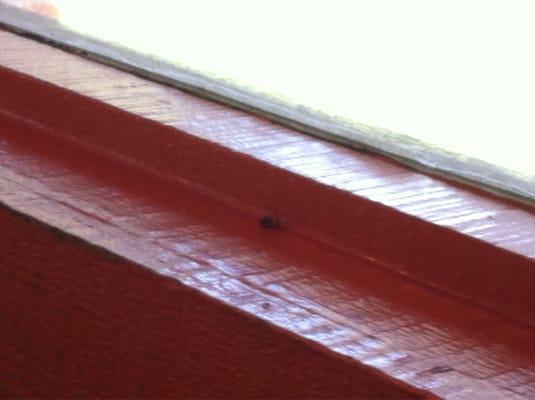 Dead flies in window sill