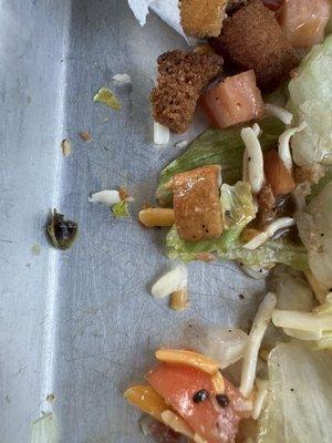 Bug in our salad