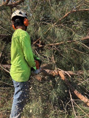 Estates Tree Service breaking down a recently removed tree before mulching and hauling it off.