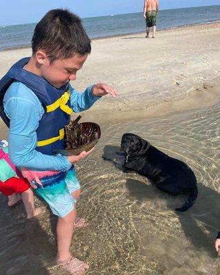 Logan, a horseshoe crab and Black dog