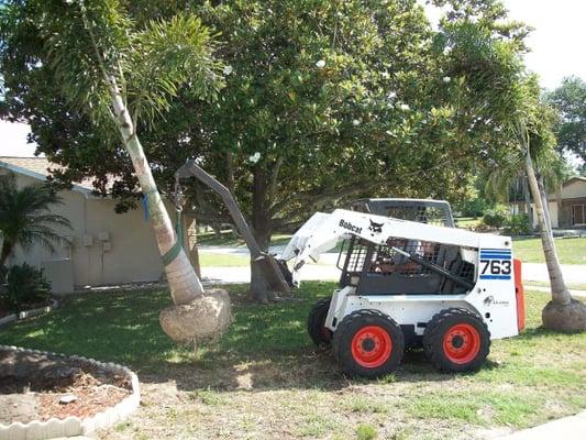 Bobcat, land clearing services