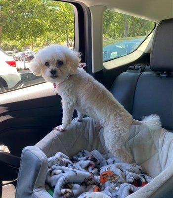 Louis after his first grooming visit.