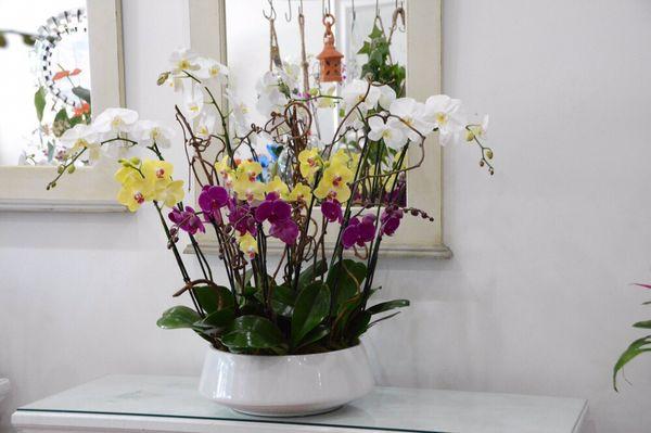 Orchid Arrangement