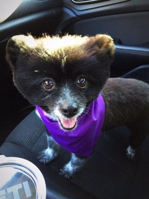 Her very first bath and grooming.... Soooo cute! She's so happy.